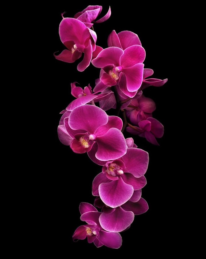 orchidea