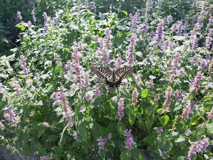 I took the picture many times and got best one