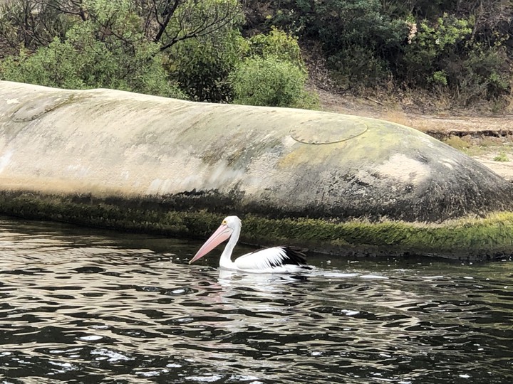 white swan #Lakes Entrance