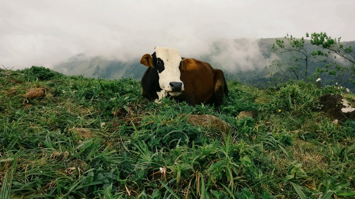 cow