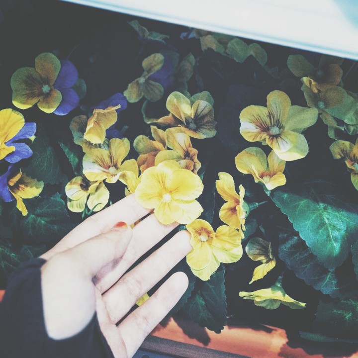Yellow Flowers.