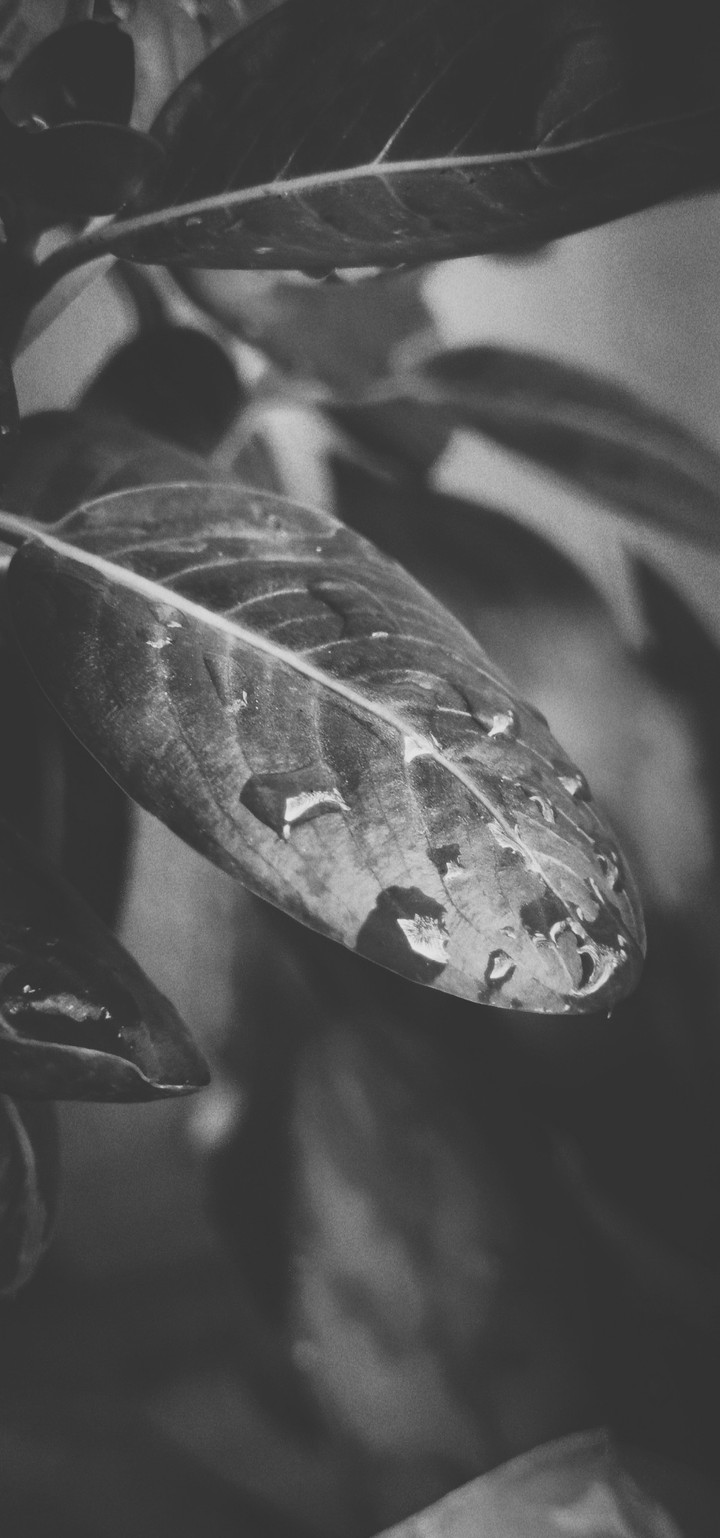 Water Drop B/w