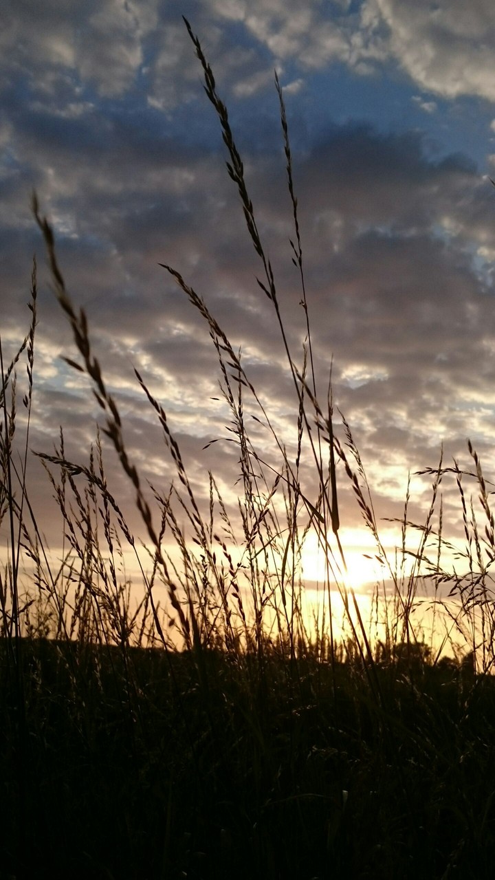 Gräser in Abendstimmung