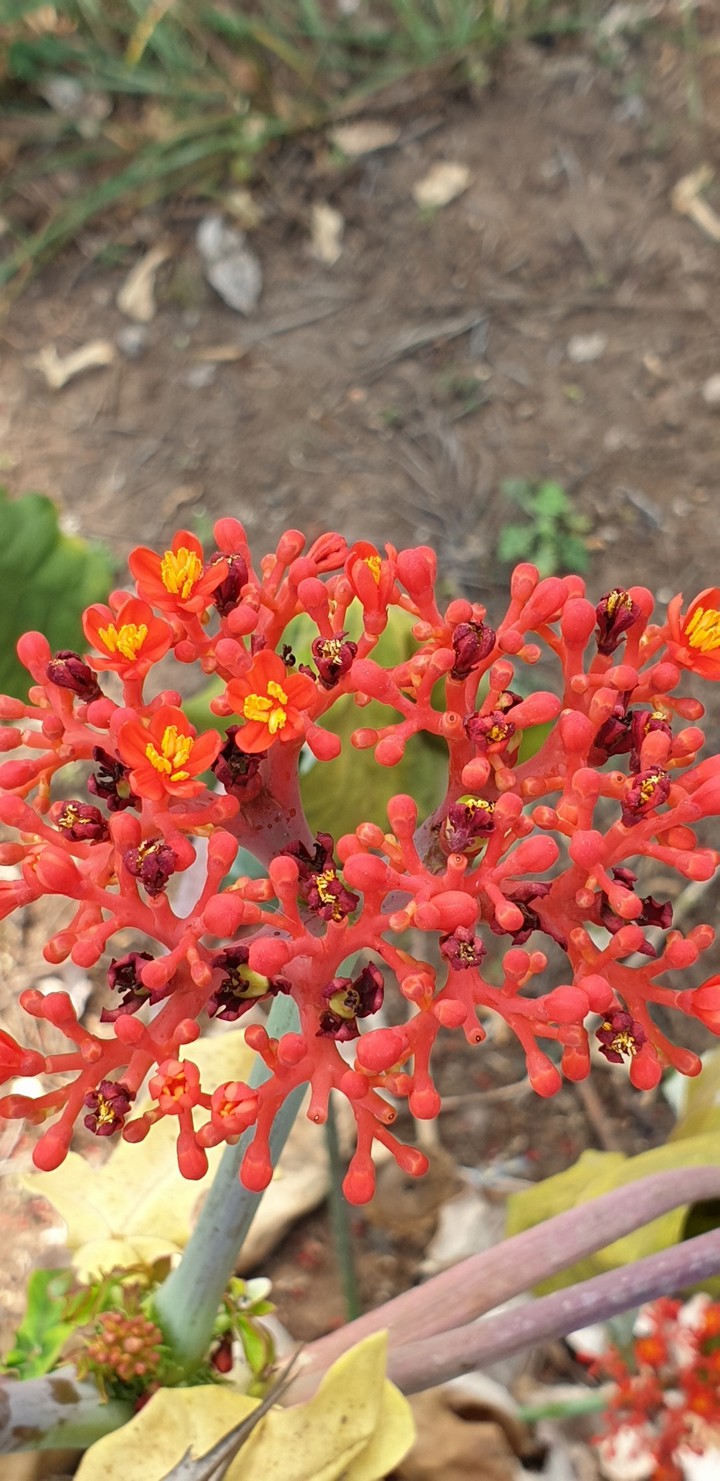 Beautiful flower