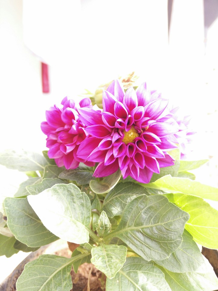 dahlias