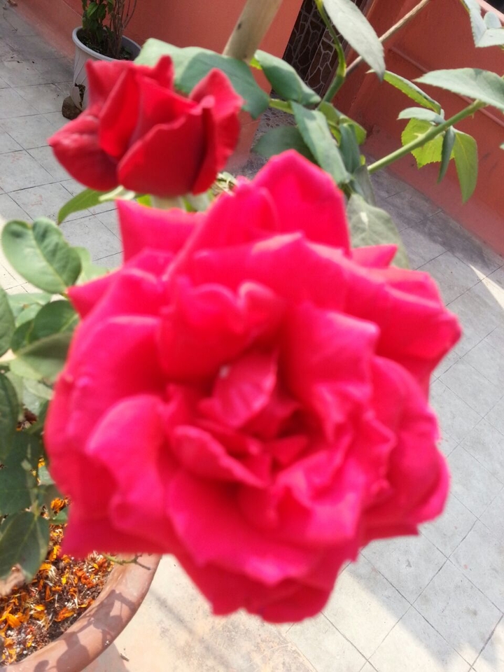 Roae