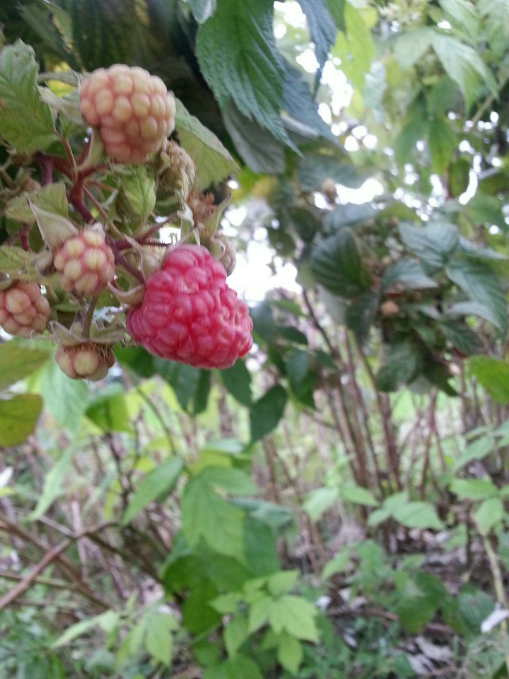 raspberry