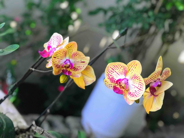 Orquídeas