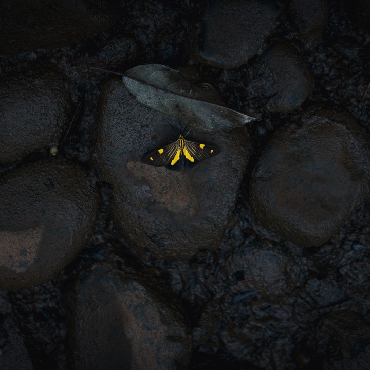 butterfly