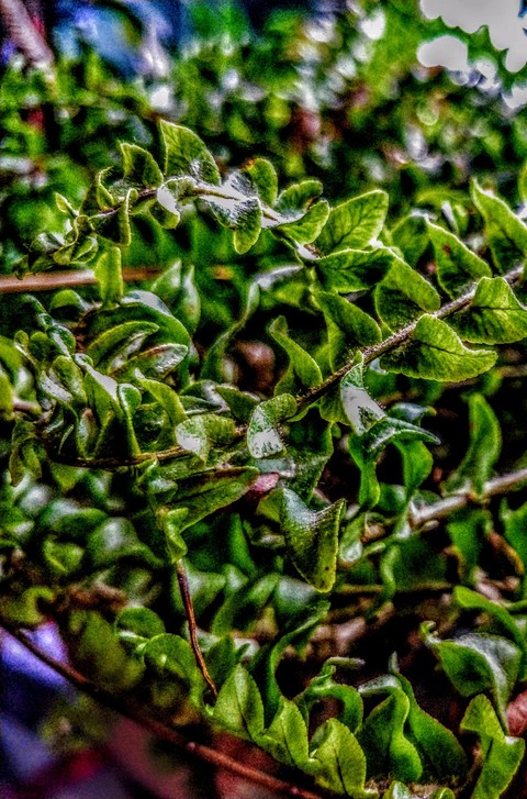 Flowester