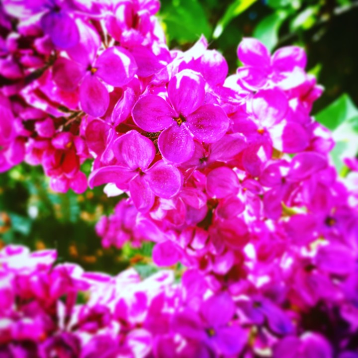 Spring Flowers