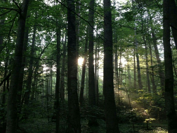 Forest