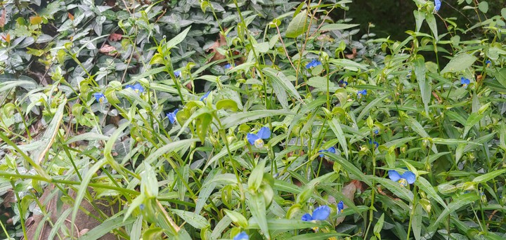 blue wildflowers^^