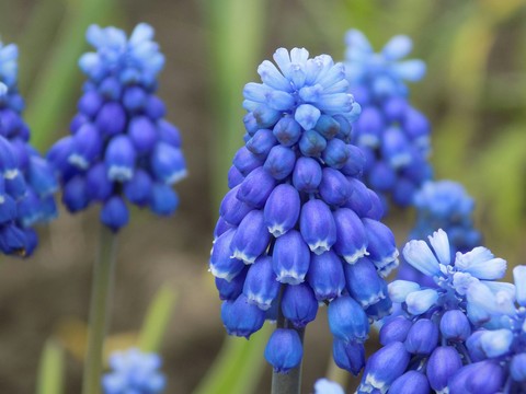 Muscari