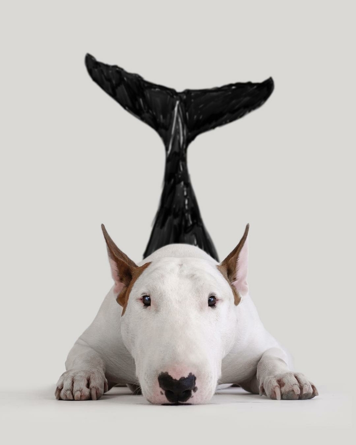 bull Terrier