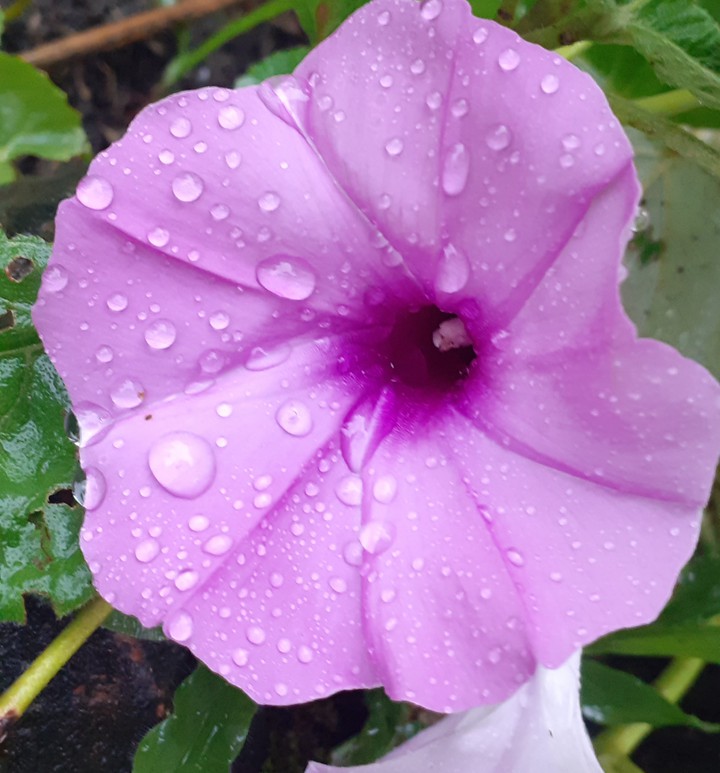 my click