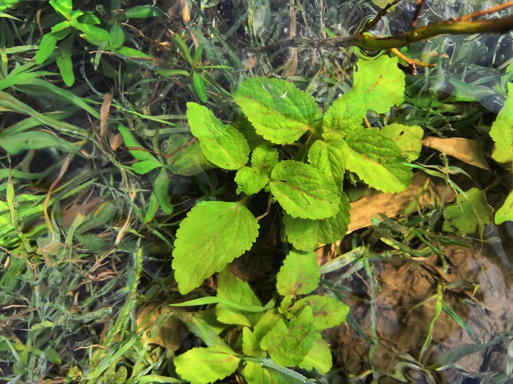 nature