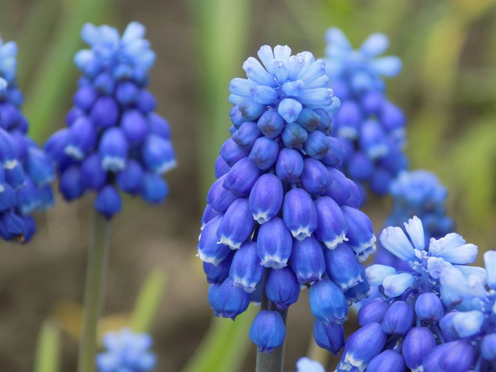 Muscari