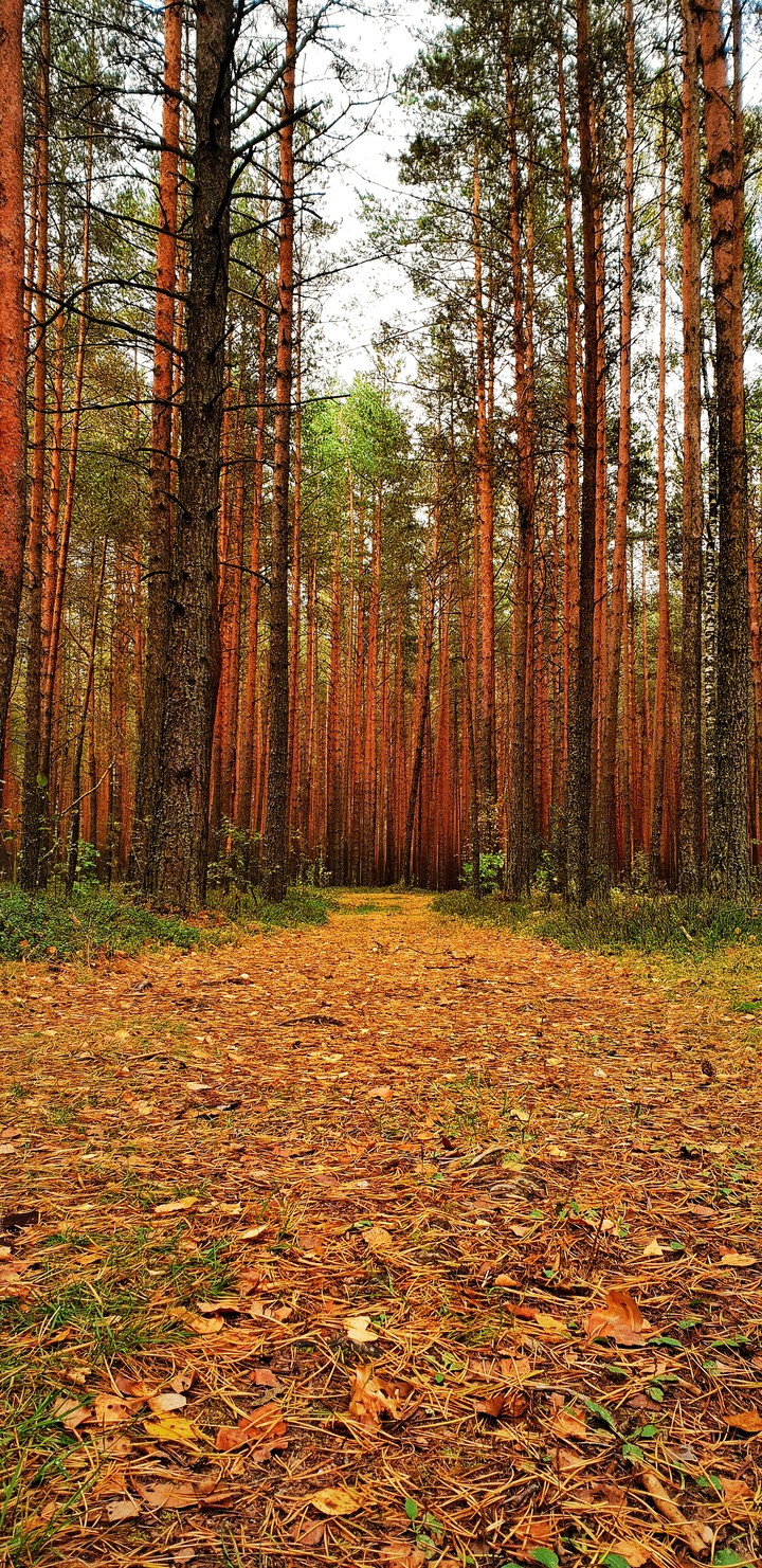 forest