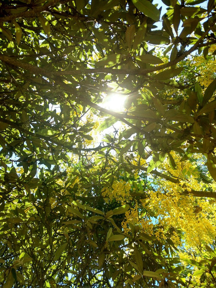 Tree and sun