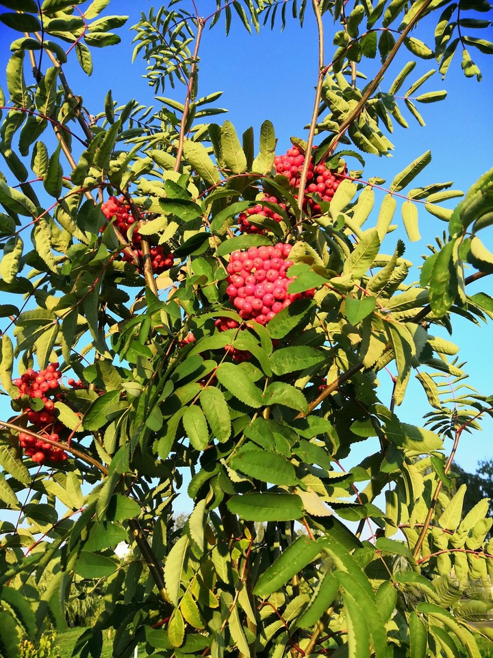 Rowan
