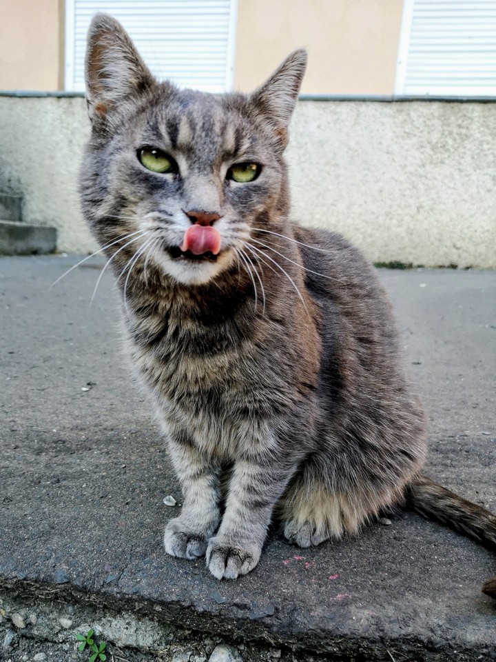 cat