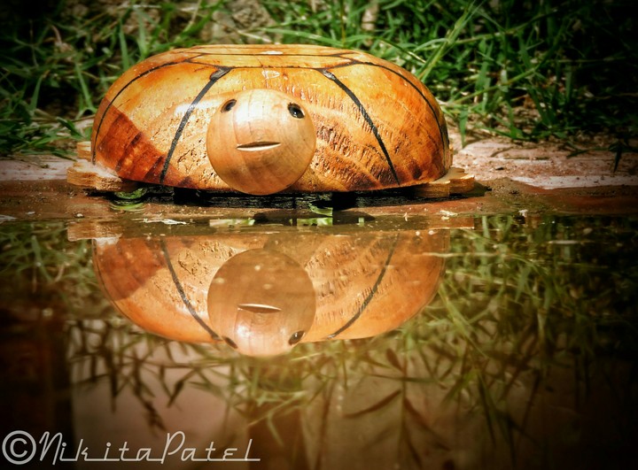 tortoise toy