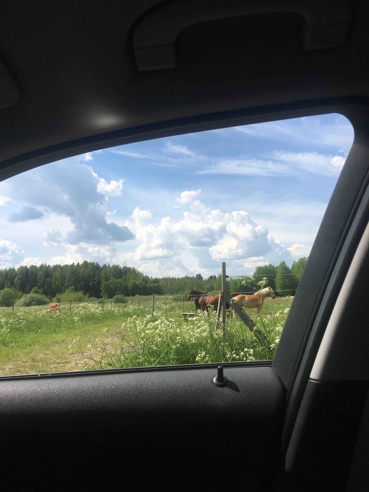 horses on the field
