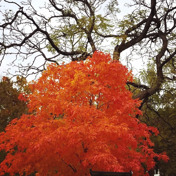 Autumn