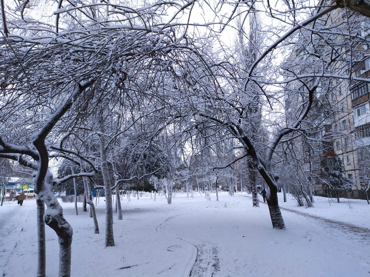 snow tree