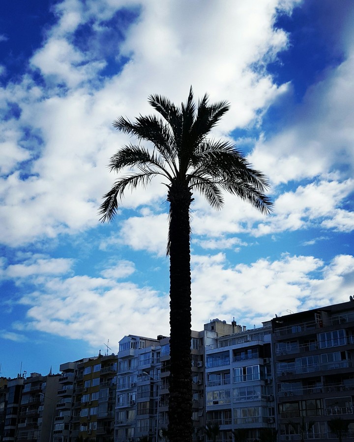 Palm Tree