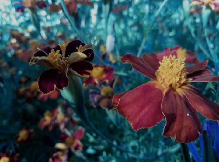 flowers