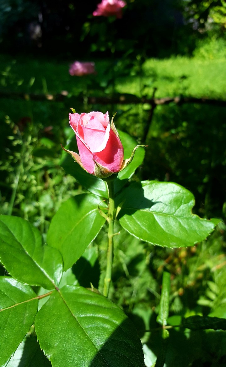 The future is pink