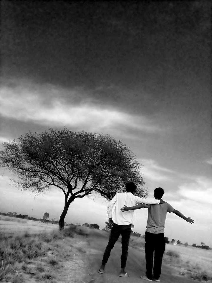 alon tree