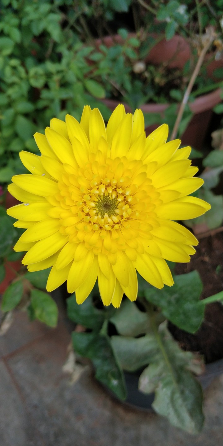 Yellow stands for the Sun