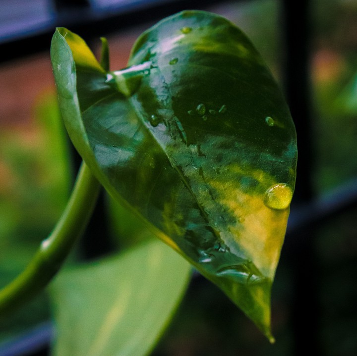 Plants
