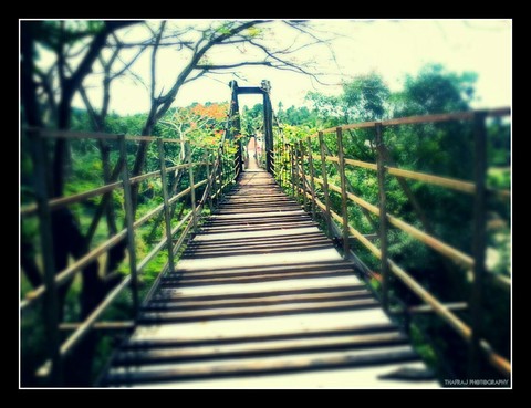 hanging bridge