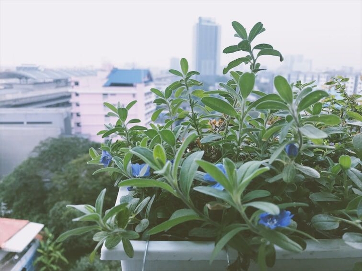 lovely flowers