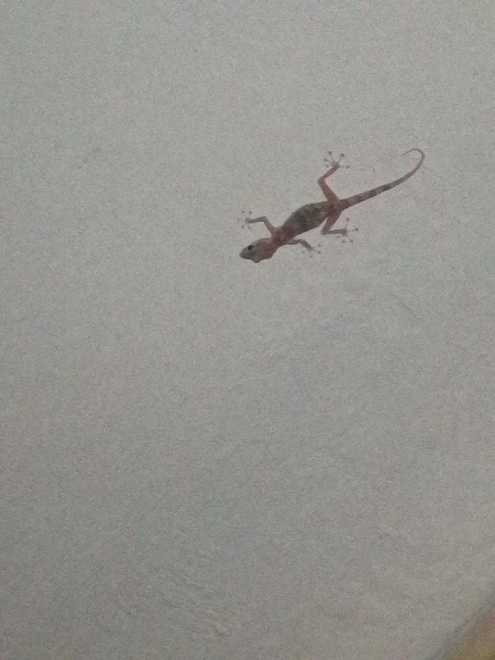 Gecko