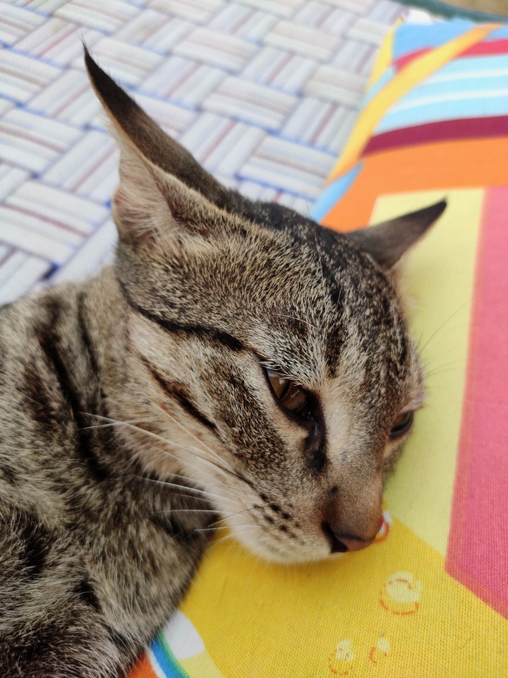 cate