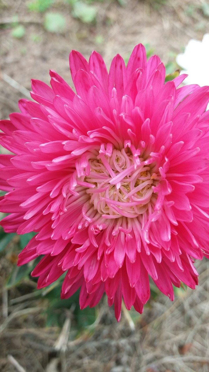 Asters