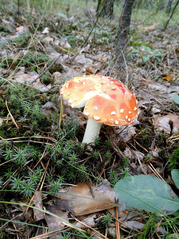 Mushroom