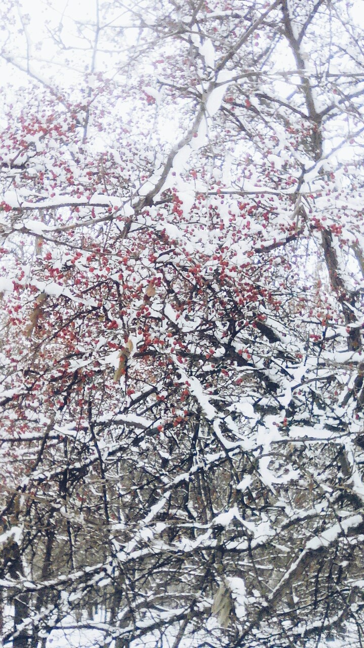 red berries