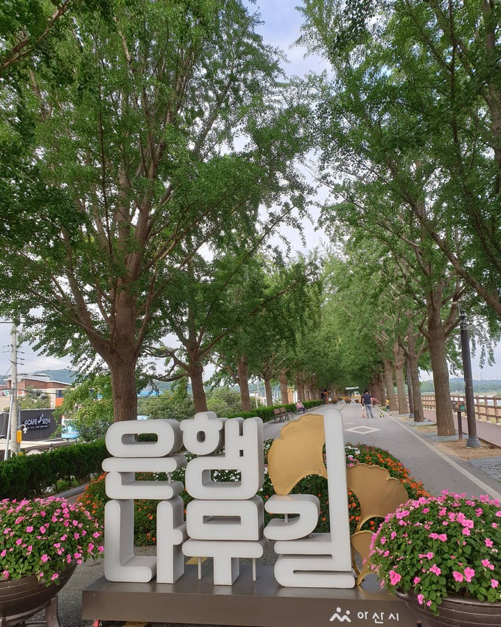 은행나무길