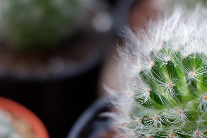 mammillaria ขนแมว