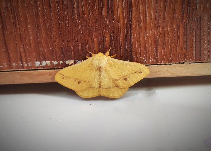 moth