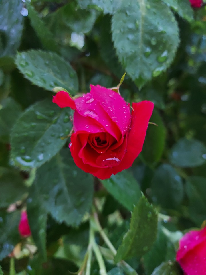 Rose