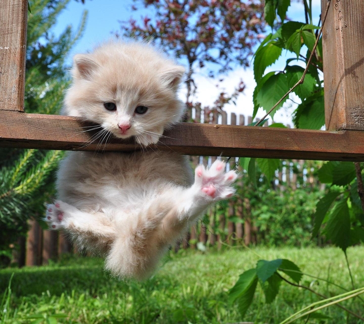 kitty