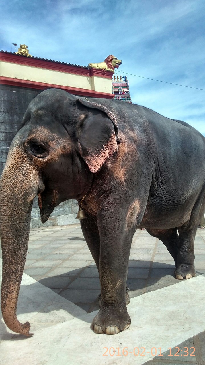 Elephant