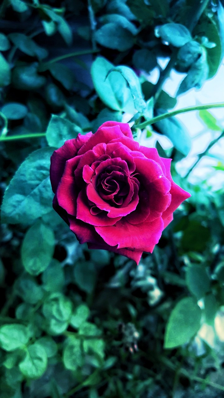 rose  in the rain